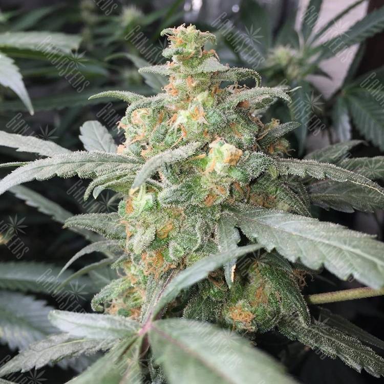 Think Fast feminised Dutch Passion Seeds Think Fast feminised Dutch Passion Seeds