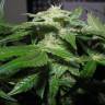 Dinachem feminised Dinafem Seeds