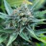 семена конопли гидропоники Amnesia Kush feminised Dinafem Seeds семена конопли гидропоники Amnesia Kush feminised Dinafem Seeds