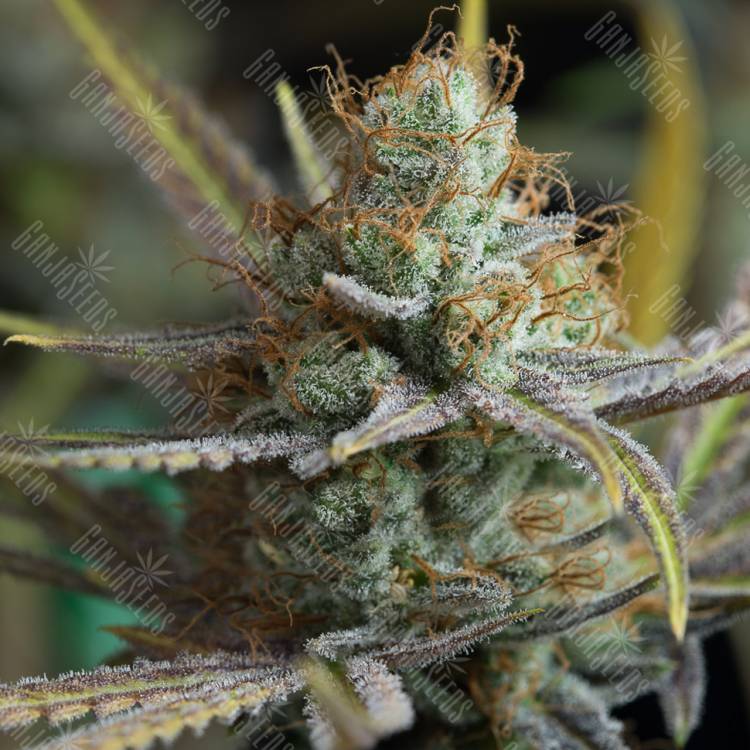 семена конопли марихуаны Amnesia Kush feminised Dinafem Seeds семена конопли марихуаны Amnesia Kush feminised Dinafem Seeds