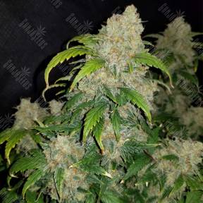 Auto Zkittlez feminised Fast Buds