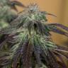 семена конопли f1 в оригинальной упаковке OG Kush regular Humboldt Seeds семена конопли f1 в оригинальной упаковке OG Kush regular Humboldt Seeds