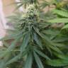 заказ семян конопли Спб Master Kush feminised Nirvana Seeds заказ семян конопли Спб Master Kush feminised Nirvana Seeds