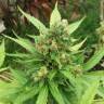 семена конопли в фирменной упаковке Auto White Yoda feminised Philosopher Seeds семена конопли в фирменной упаковке Auto White Yoda feminised Philosopher Seeds