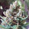 семена конопли автоцвет Auto White Yoda feminised Philosopher Seeds семена конопли автоцвет Auto White Yoda feminised Philosopher Seeds