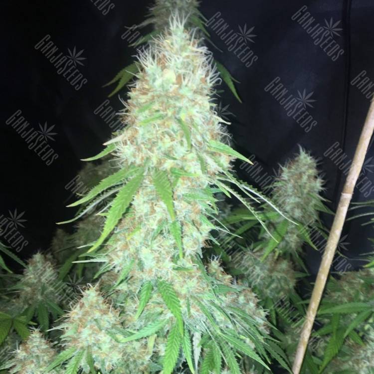 Auto Critical Orange Punch feminised Ganja Seeds Auto Critical Orange Punch feminised Ganja Seeds