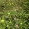 семена каннабиса Auto Critical Orange Punch feminised Ganja Seeds семена каннабиса Auto Critical Orange Punch feminised Ganja Seeds