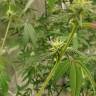 семена канабиса Auto Critical Orange Punch feminised Ganja Seeds семена канабиса Auto Critical Orange Punch feminised Ganja Seeds