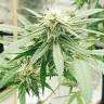семена автоцветущих сортов конопли Auto Critical Orange Punch feminised Ganja Seeds семена автоцветущих сортов конопли Auto Critical Orange Punch feminised Ganja Seeds