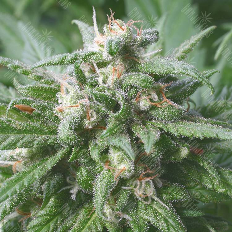 семена конопли для выращивания Biddy Early feminised Serious Seeds семена конопли для выращивания Biddy Early feminised Serious Seeds