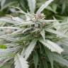 семена конопли элитных сортов Biddy Early feminised Serious Seeds семена конопли элитных сортов Biddy Early feminised Serious Seeds