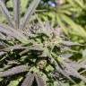семена конопли в интернете Biddy Early feminised Serious Seeds семена конопли в интернете Biddy Early feminised Serious Seeds