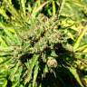семена конопли в интернете Auto Somango feminised Ganja Live Seeds семена конопли в интернете Auto Somango feminised Ganja Live Seeds