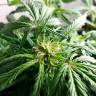 семена конопли марихуаны Auto Somango feminised Ganja Live Seeds семена конопли марихуаны Auto Somango feminised Ganja Live Seeds