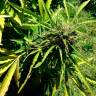 семена конопли элитных сортов Auto Somango feminised Ganja Live Seeds семена конопли элитных сортов Auto Somango feminised Ganja Live Seeds