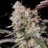 Auto Zkittlez OG feminised Ganja Seeds Auto Zkittlez OG feminised Ganja Seeds