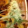семена конопли дешево White Bhutanese feminised Mandala Seeds