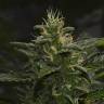 семена конопли наложенным платежом White Lemon feminised Strain Hunters Seeds семена конопли наложенным платежом White Lemon feminised Strain Hunters Seeds