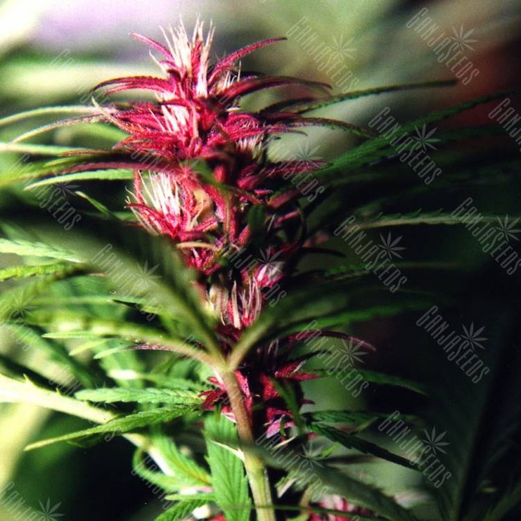 Twilight feminised Dutch Passion Seeds Twilight feminised Dutch Passion Seeds