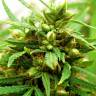 семена конопли автоцвет Auto Irgiz feminised Bang Seeds семена конопли автоцвет Auto Irgiz feminised Bang Seeds