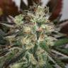 семена конопли с доставкой Auto Irgiz feminised Bang Seeds семена конопли с доставкой Auto Irgiz feminised Bang Seeds