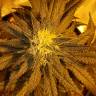 урожайные семена конопли Pineapple Skunk regular Humboldt Seeds урожайные семена конопли Pineapple Skunk regular Humboldt Seeds