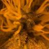 семена конопли в оригинальных упаковках Pineapple Skunk regular Humboldt Seeds семена конопли в оригинальных упаковках Pineapple Skunk regular Humboldt Seeds