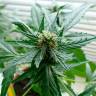 автоцветущие семена конопли Auto Super Skunk feminised Ganja Live Seeds автоцветущие семена конопли Auto Super Skunk feminised Ganja Live Seeds