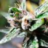 семена конопли интернет магазин Auto Super Skunk feminised Ganja Live Seeds семена конопли интернет магазин Auto Super Skunk feminised Ganja Live Seeds