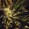 Ultra Skunk feminised Dutch Passion Seeds Ultra Skunk feminised Dutch Passion Seeds