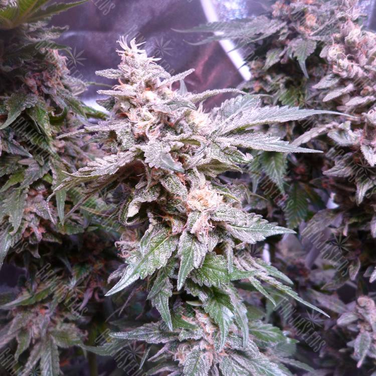 Gorilla feminised Dinafem Seeds Gorilla feminised Dinafem Seeds