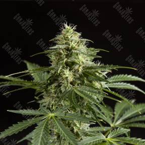 Auto Irimshik feminised Bang Seeds