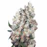 семена конопли скороспелый купить Auto Belaya Gvardiya feminised Dutch Passion Seeds семена конопли скороспелый купить Auto Belaya Gvardiya feminised Dutch Passion Seeds