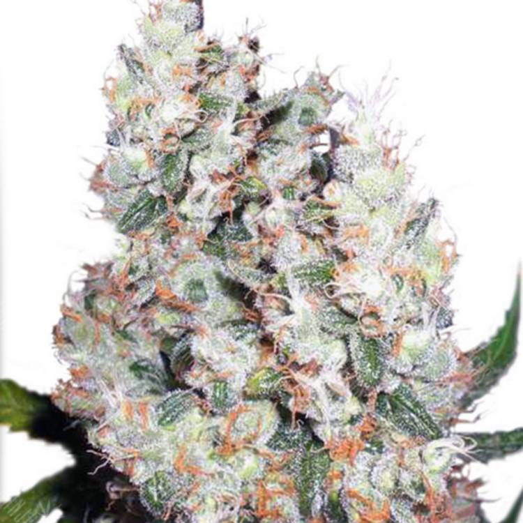 семена конопли гидропоники Auto Belaya Gvardiya feminised Dutch Passion Seeds семена конопли гидропоники Auto Belaya Gvardiya feminised Dutch Passion Seeds