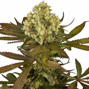 Sour Blueberry regular Humboldt Seeds