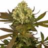 семена конопли Россия Sour Blueberry regular Humboldt Seeds семена конопли Россия Sour Blueberry regular Humboldt Seeds