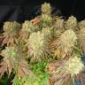 заказ семян конопли Спб Sour Blueberry regular Humboldt Seeds заказ семян конопли Спб Sour Blueberry regular Humboldt Seeds