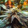 семена конопли для выращивания Mango Skunk feminised Nirvana Seeds