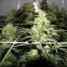 семена конопли интернет магазин Chronic feminised Serious Seeds семена конопли интернет магазин Chronic feminised Serious Seeds
