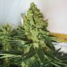 семена сортовой конопли Chronic feminised Serious Seeds семена сортовой конопли Chronic feminised Serious Seeds