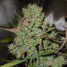 Семена конопли недорого Auto Blueberry feminised GanjaLiveSeeds Семена конопли недорого Auto Blueberry feminised GanjaLiveSeeds