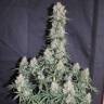 Недорогие семена конопли Auto Blueberry feminised GanjaLiveSeeds Недорогие семена конопли Auto Blueberry feminised GanjaLiveSeeds