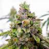 Семена конопли Dos-Si-Dos feminised Ganja Seeds заказать Семена конопли Dos-Si-Dos feminised Ganja Seeds заказать