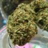 семена конопли в интернете Auto Candy Kush regular семена конопли в интернете Auto Candy Kush regular