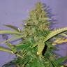 семена конопли аутдор Auto Candy Kush regular семена конопли аутдор Auto Candy Kush regular