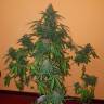 семена конопли гидропоники Auto Candy Kush regular семена конопли гидропоники Auto Candy Kush regular