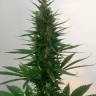 семена конопли дешево Auto Candy Kush regular семена конопли дешево Auto Candy Kush regular