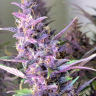 семена конопли высокосортные Shaman feminised семена конопли высокосортные Shaman feminised
