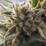 купить семена конопли 8 Miles High regular Mandala Seeds купить семена конопли 8 Miles High regular Mandala Seeds