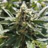 White Widow feminised Dutch Passion Seeds White Widow feminised Dutch Passion Seeds